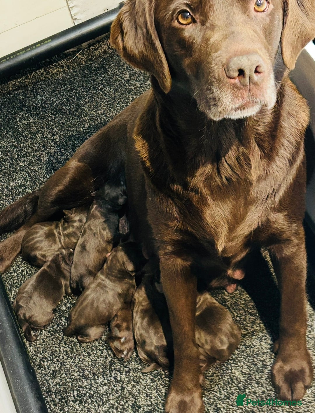 Labrador Retriever dogs for sale: Chunky chocolate Labrador puppies - Advert 1