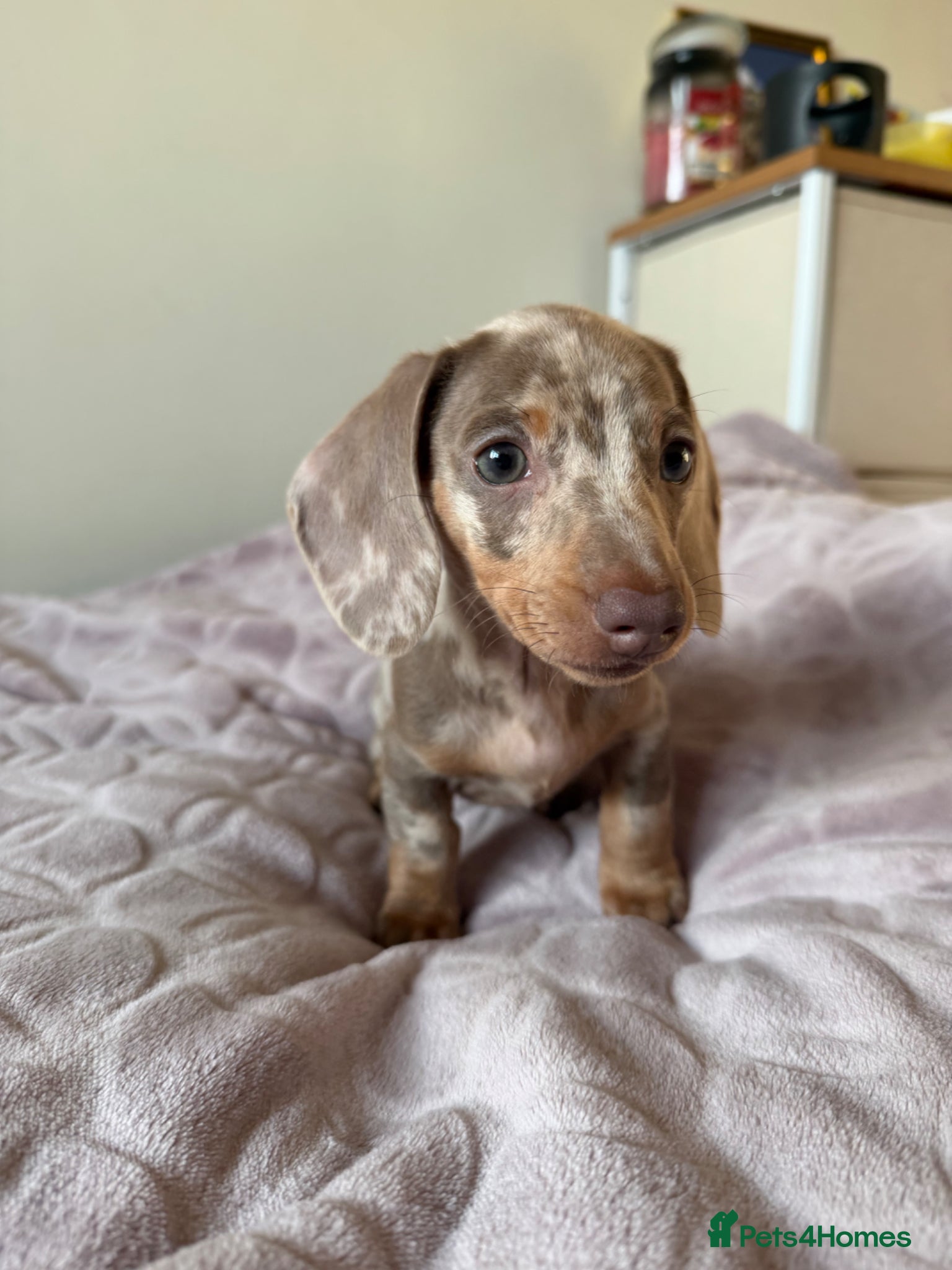 Miniature Dachshund dogs Mini Dachshund– Comes With All Supplies, Documents - Advert 1