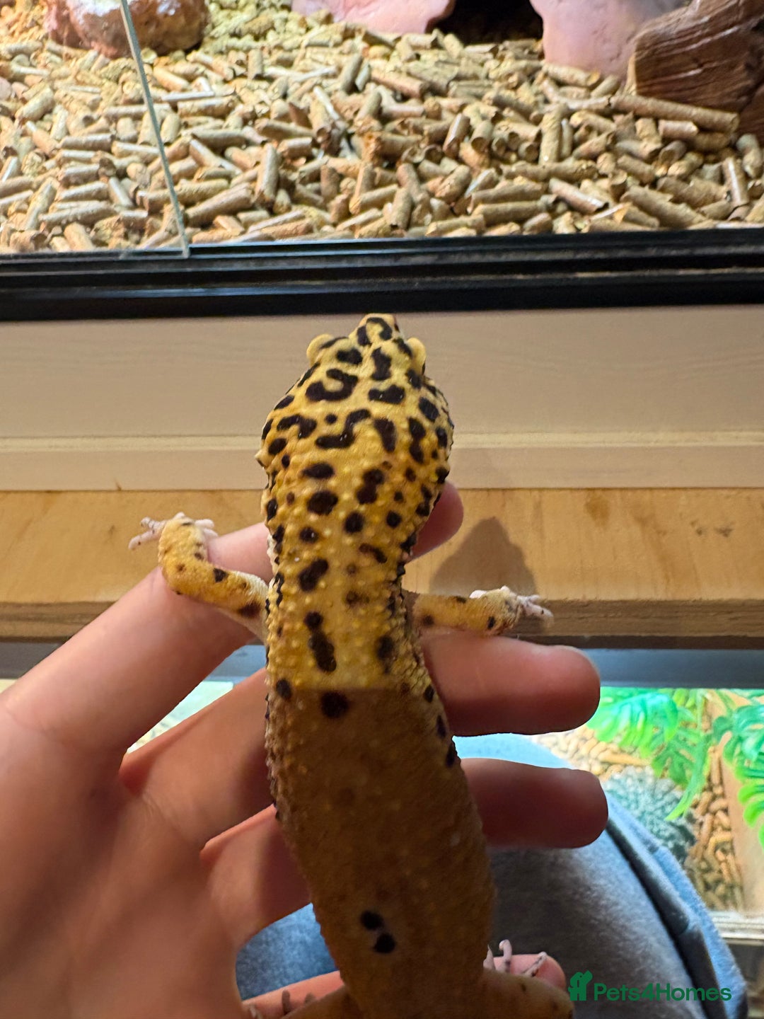 Leopard Gecko reptiles for sale: Breeding leopard gecko pair  - Advert 11