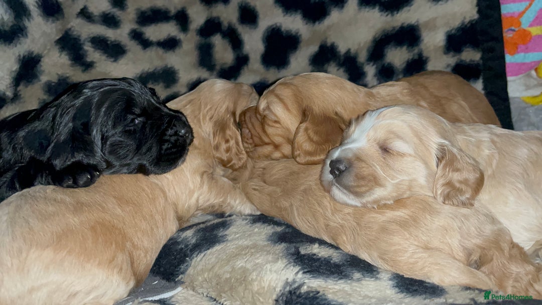 Cockapoo dogs for sale: Cocker spaniel/Cockapoo Pups - Advert 11