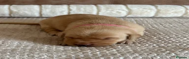 Labrador Retriever 9
