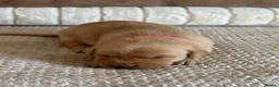 Labrador Retriever dogs for sale: * KC Reg Health Tested Puppies *  - Advert 24