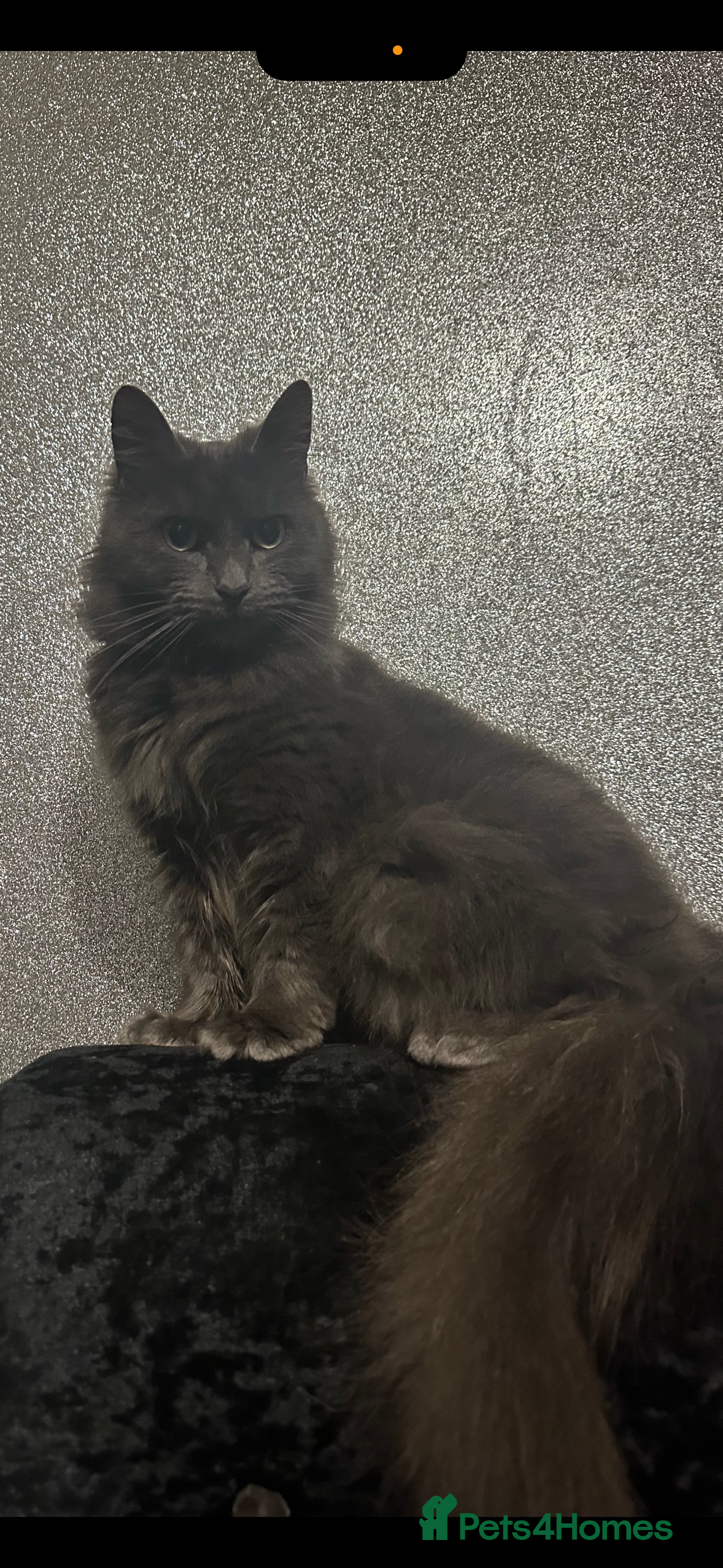 Maine Coon cats Gray Kittens  - Advert 1