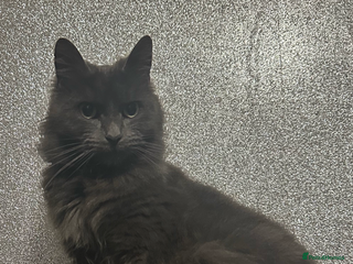 Maine Coon cats Gray Kittens - Advert 16