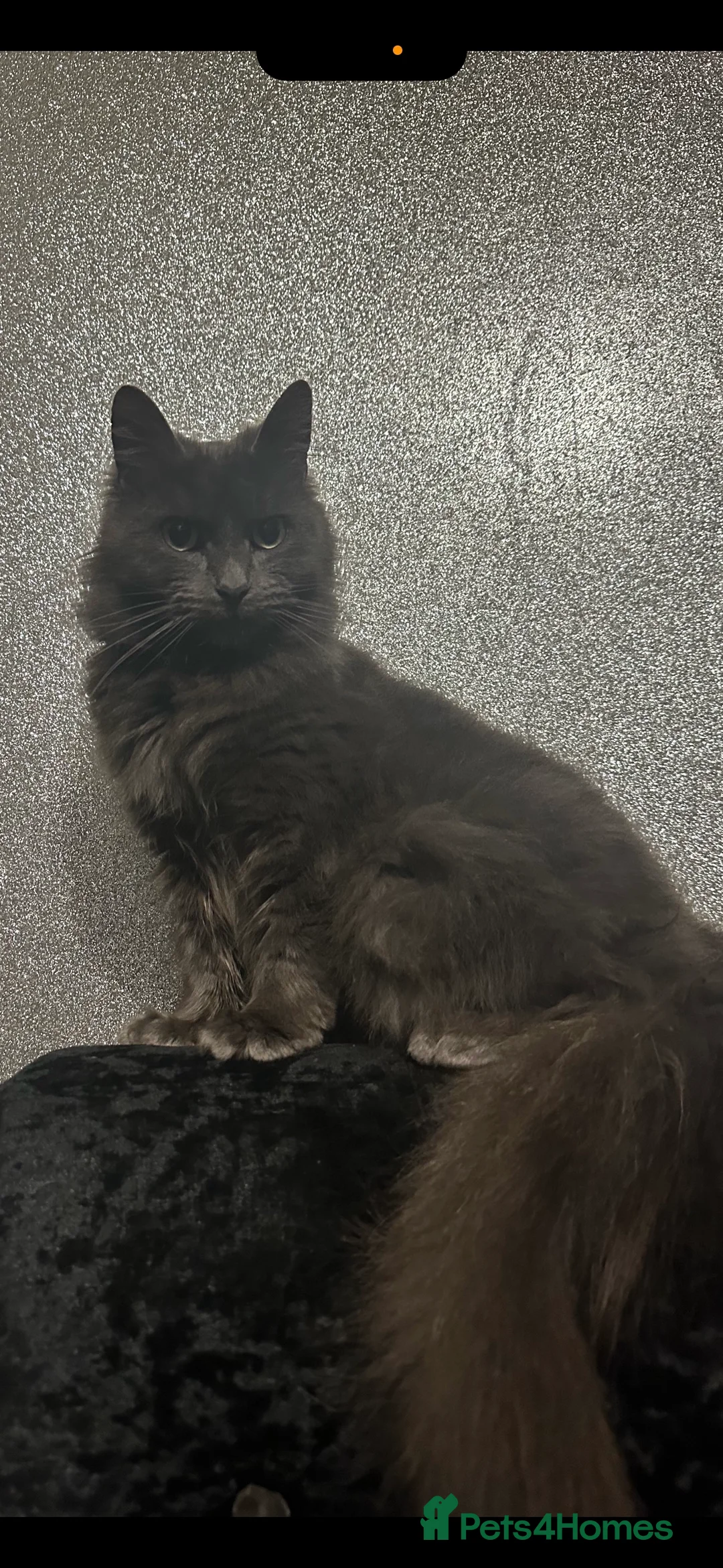 Maine Coon cats for sale: Maine coon cross Kittens 🐱  - Advert 7