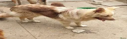 German Shepherd dogs for sale: German Shepherd puppies all colours ready end Aug - Advert 18