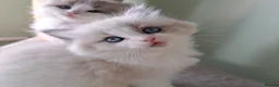 Ragdoll cats for sale: CollieKiss Ragdolls – Beautiful TICA Registered - Advert 23