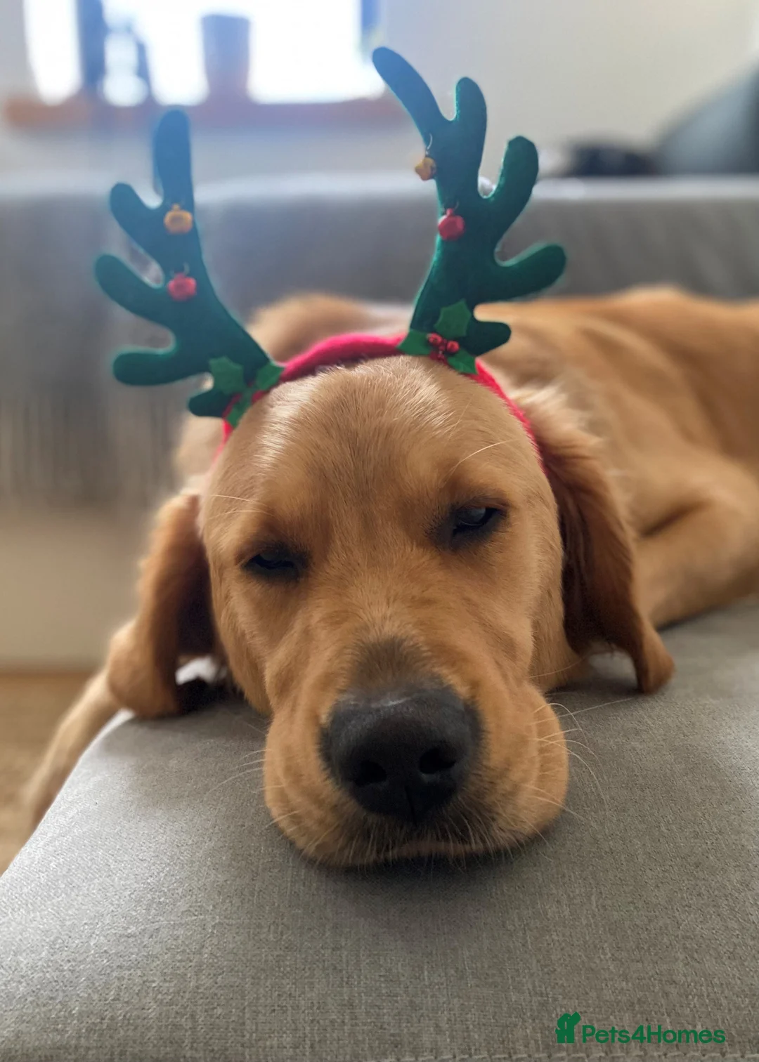 Gallery Image {{count}}