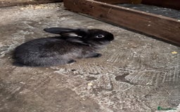 Continental Giant rabbits for sale: Continental Giant Rabbits - Advert 2