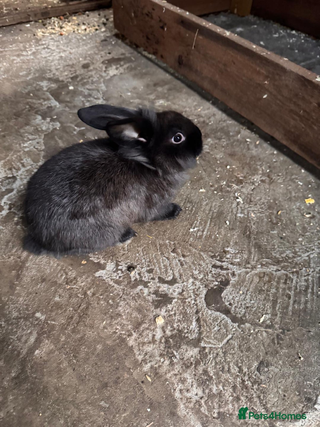 Continental Giant rabbits for sale: Continental Giant Rabbits - Advert 2