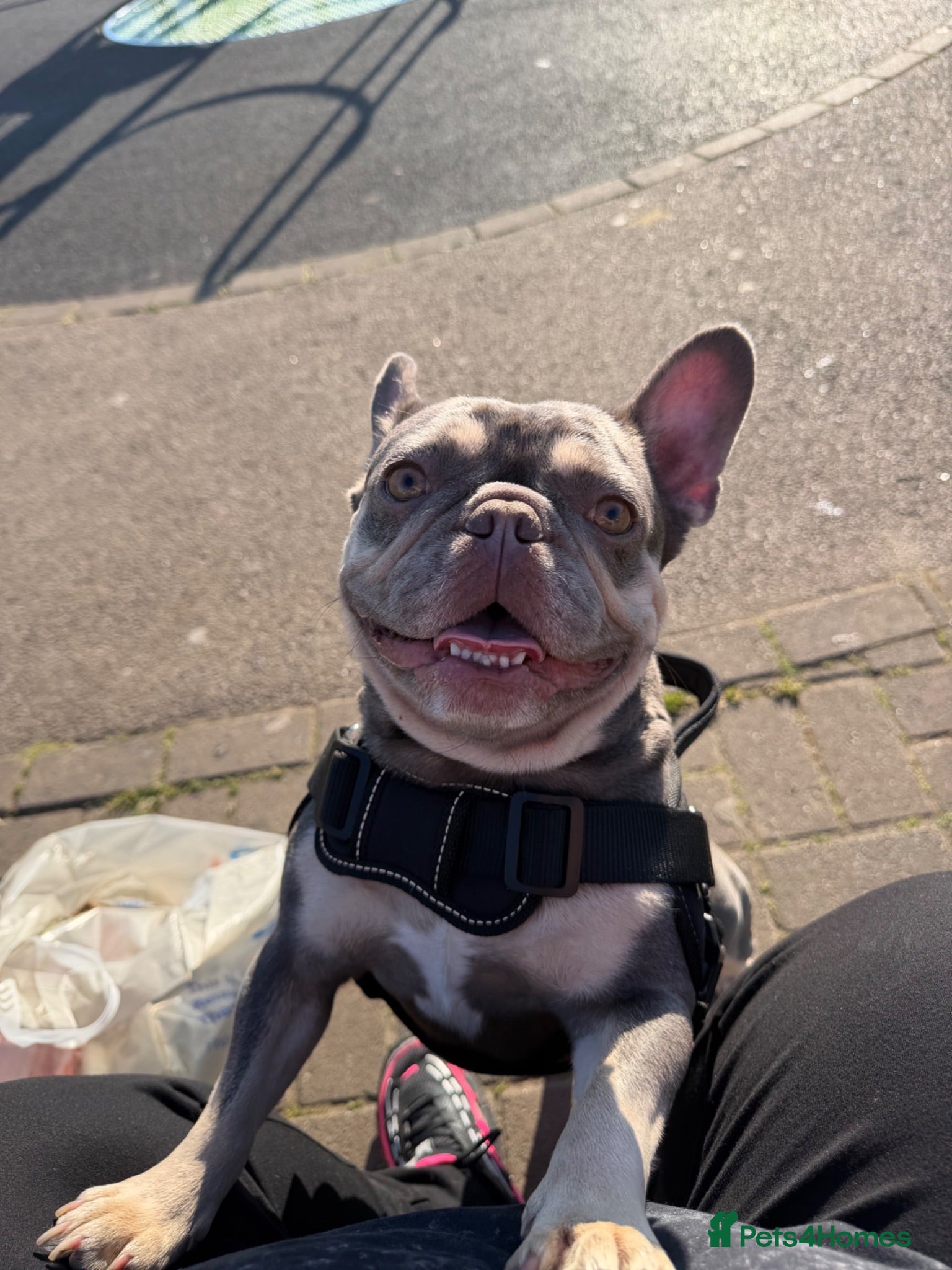 French Bulldog dogs Beautiful French Bulldog Puppies  - Advert 3