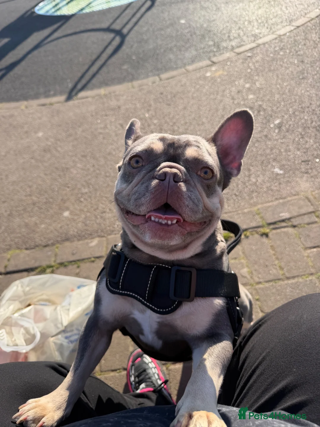 French Bulldog dogs for sale: Beautiful French Bulldog Puppies  in Deal - Advert 1