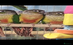 Parrots birds for sale: LOOK! BIRDS/PARAKEETS/PARROTS AVAILABLE  - Image 25