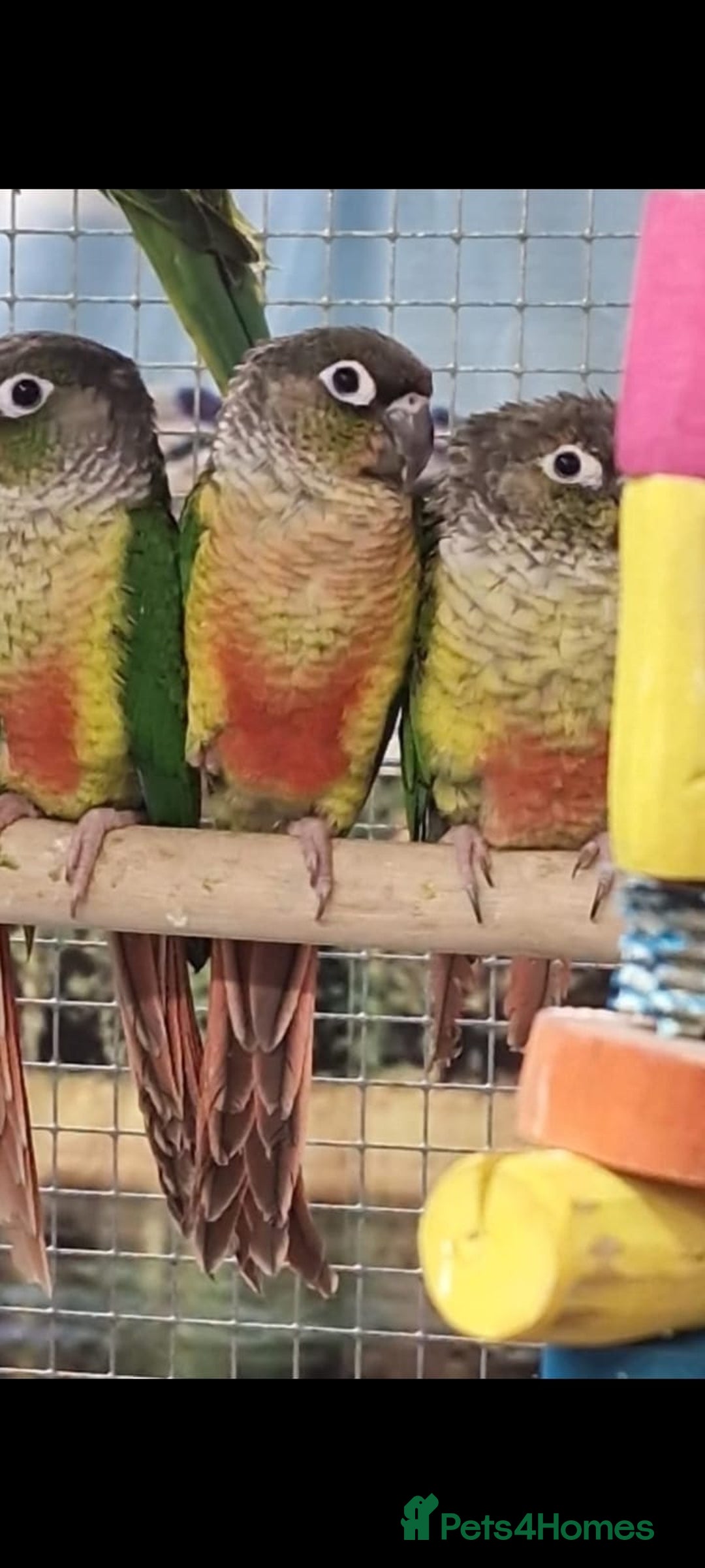 Parrots birds for sale: LOOK! BIRDS/PARAKEETS/PARROTS AVAILABLE  - Image 25