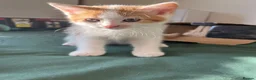 Mixed Breed cats for sale: Ginger - Advert 4