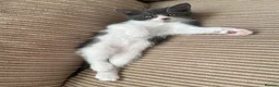 Mixed Breed cats for sale: Two lovely little girls  - Advert 5