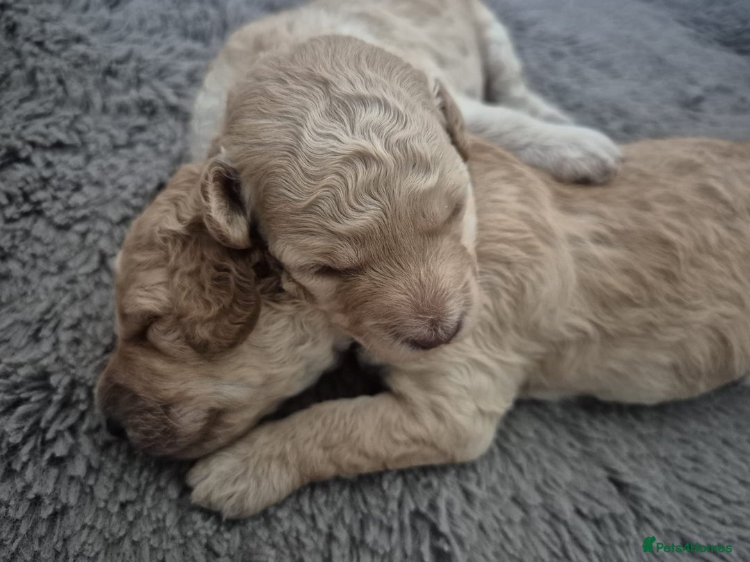 Miniature Poodle dogs for sale: LUXURY Litter of KC Registered Miniature Poodles - Image 29