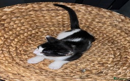Mixed Breed cats for sale: 🚨😍BEAUTIFUL MALE KITTENS FOR SALE 🚨🥰 - Image 13