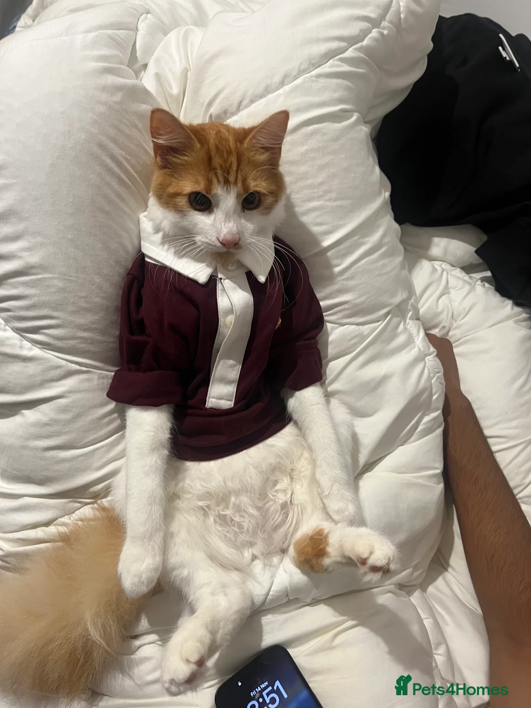 Mixed Breed cats for sale: Orange cat - Advert 1