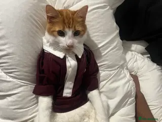 Mixed Breed cats Orange cat - Advert 1