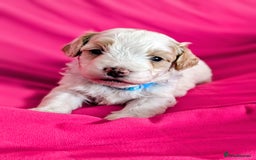 Maltipoo dogs for sale: Beautiful Toy Maltipoo Puppies - Advert 4