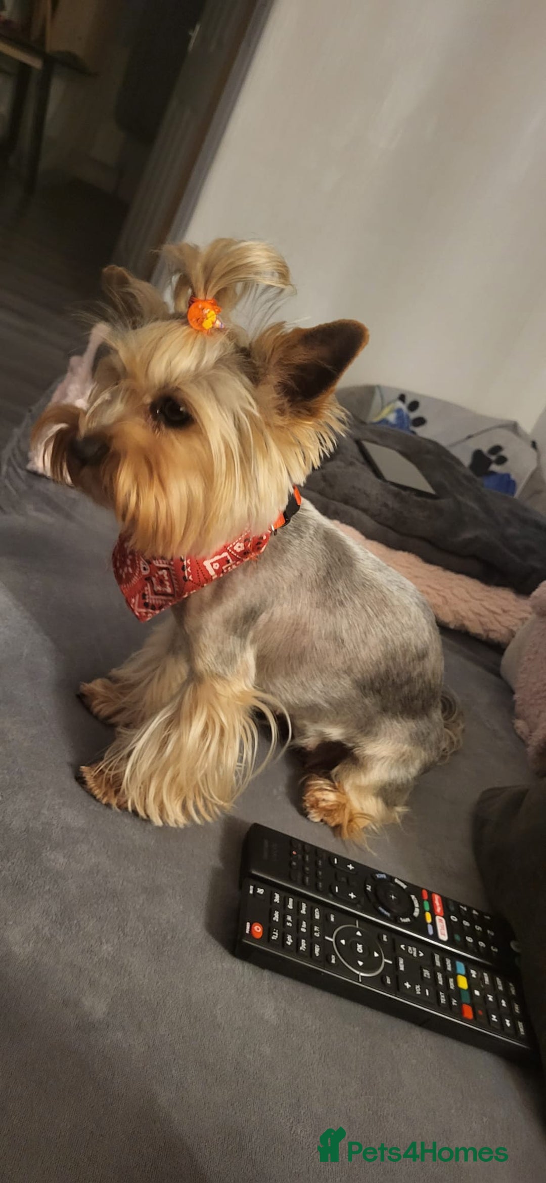 Yorkshire Terrier dogs for sale: Tiny miniature Yorkshire terriers - Advert 31
