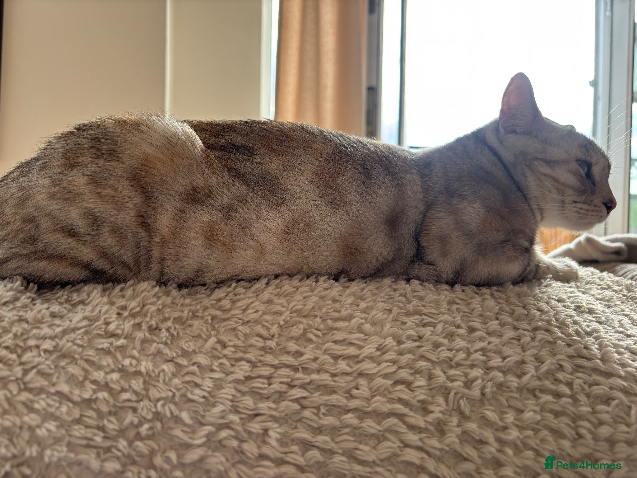 Bengal cats Beautiful Bengal girls  - Advert 12