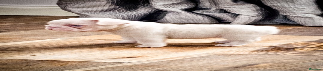 French Bulldog Puppy 4