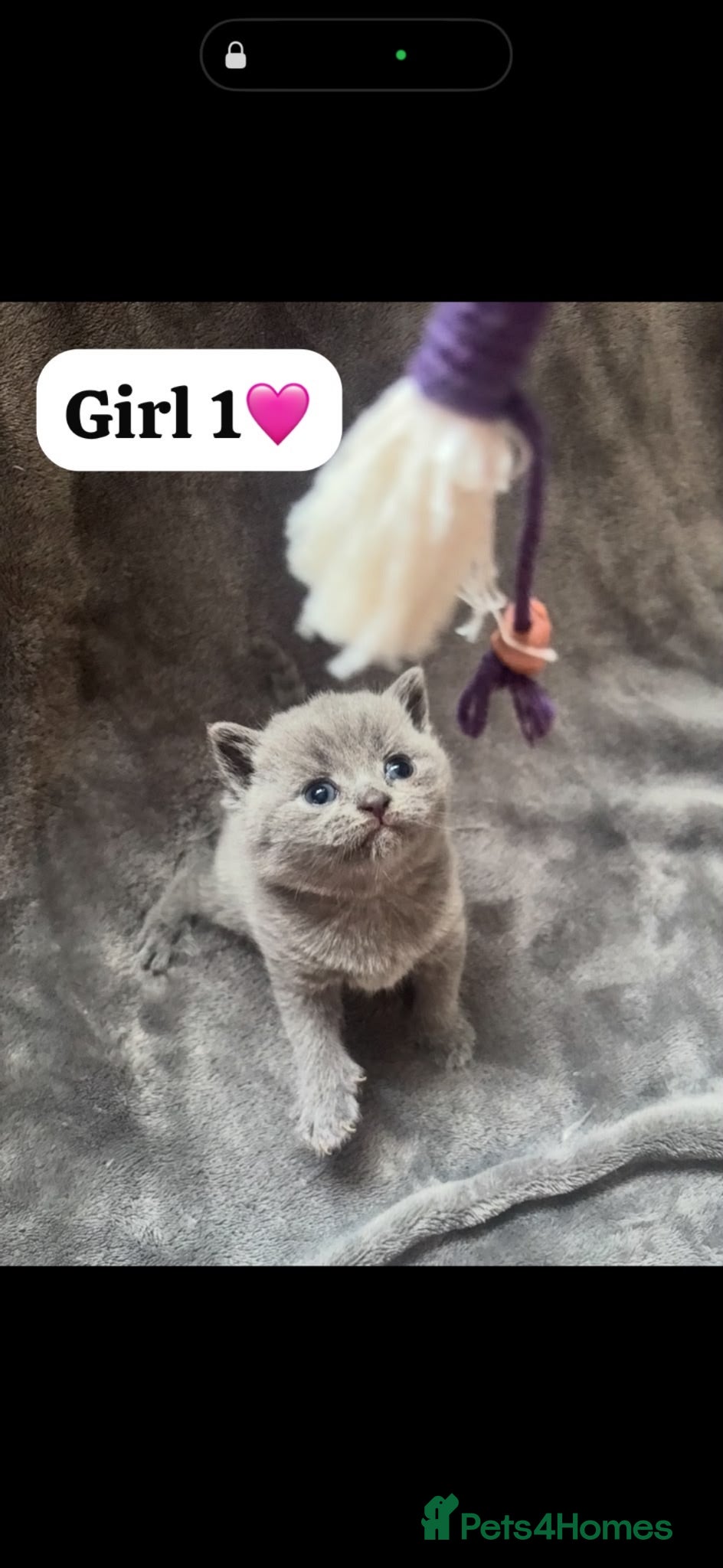 British Shorthair cats Stunning litter of British blue kittens! - Advert 9
