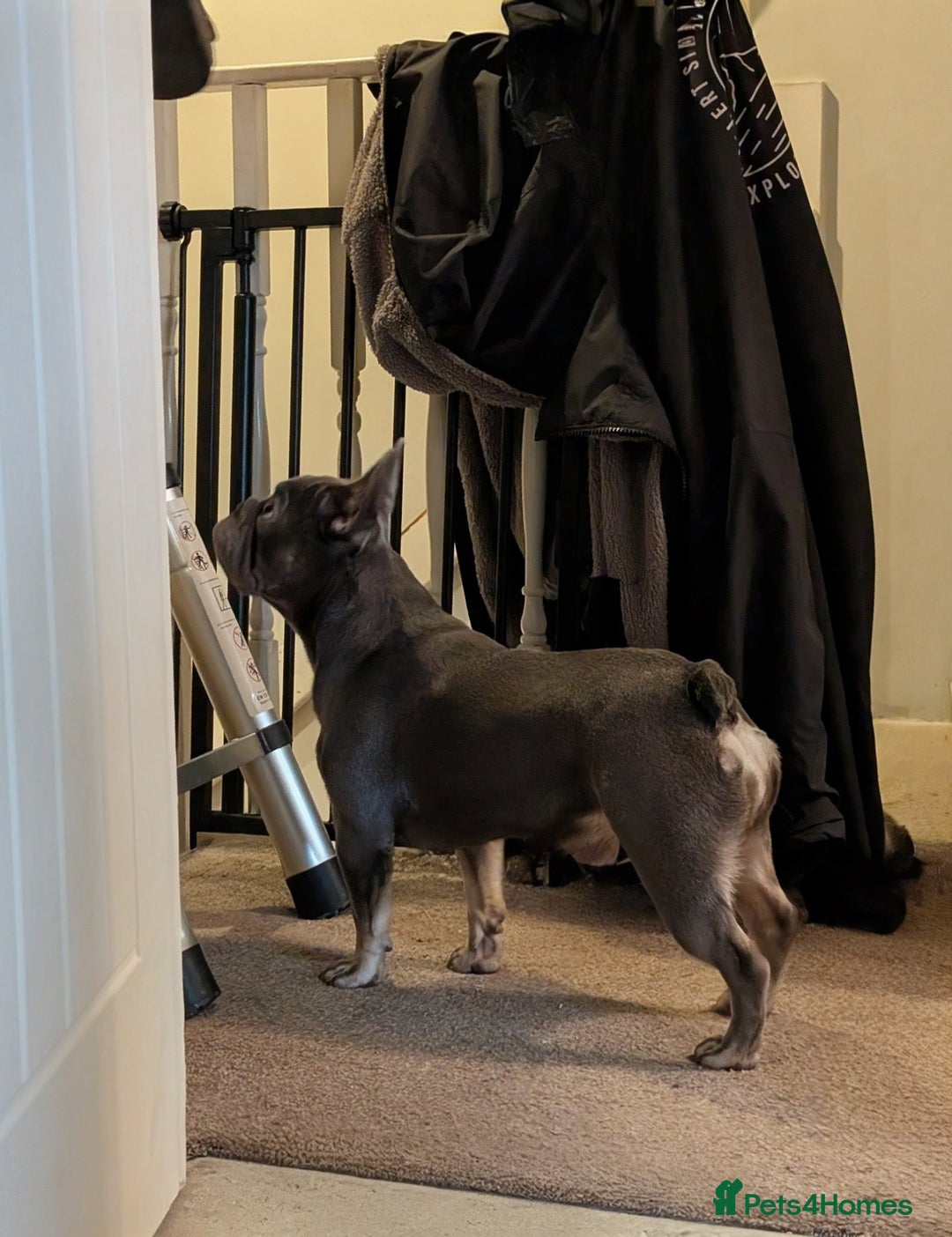 French Bulldog dogs for sale: 8 month old female  - Advert 2