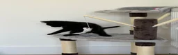 Mixed Breed cats for sale: Black tabby and British short hair mix - Advert 3