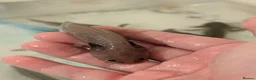 Axolotl reptiles for sale: Copper axanthic Melanoid baby Axolotl - Advert 12