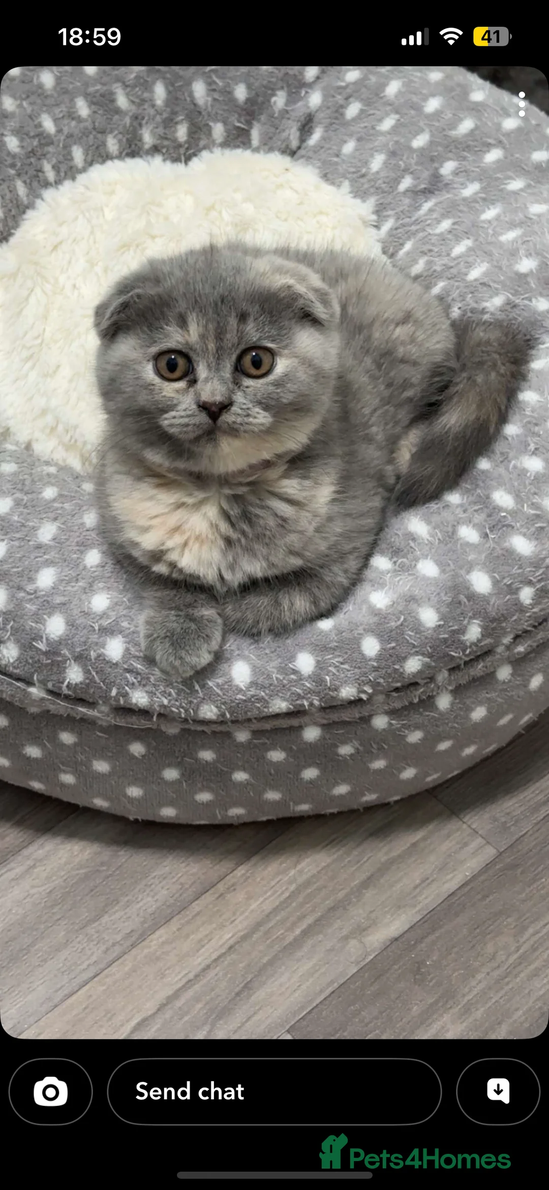 Scottish Fold cats for sale: BSH X SCOTTISH FOLD LAST FEMALE DILUTE CALICO - Advert 8