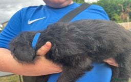 Mixed Breed dogs for sale: Jackapoo spaniel cross - hound puppies  - Image 18