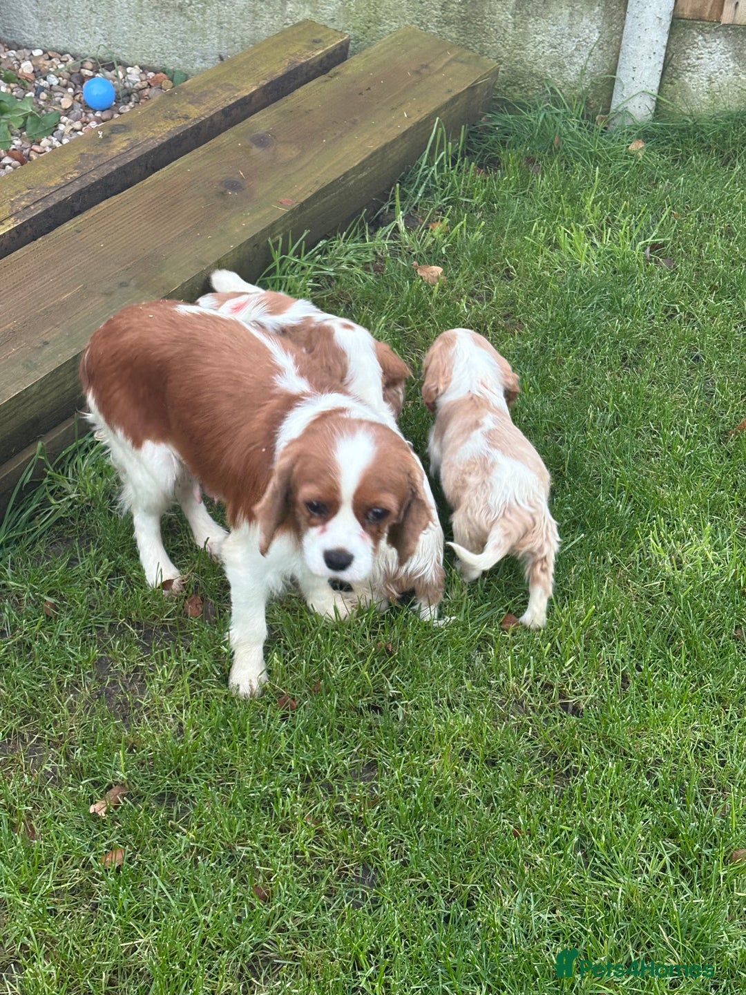 Cavalier King Charles Spaniel dogs for sale: ✨Adorable King Charles Cavalier Puppies✨READY NOW✨ - Advert 22