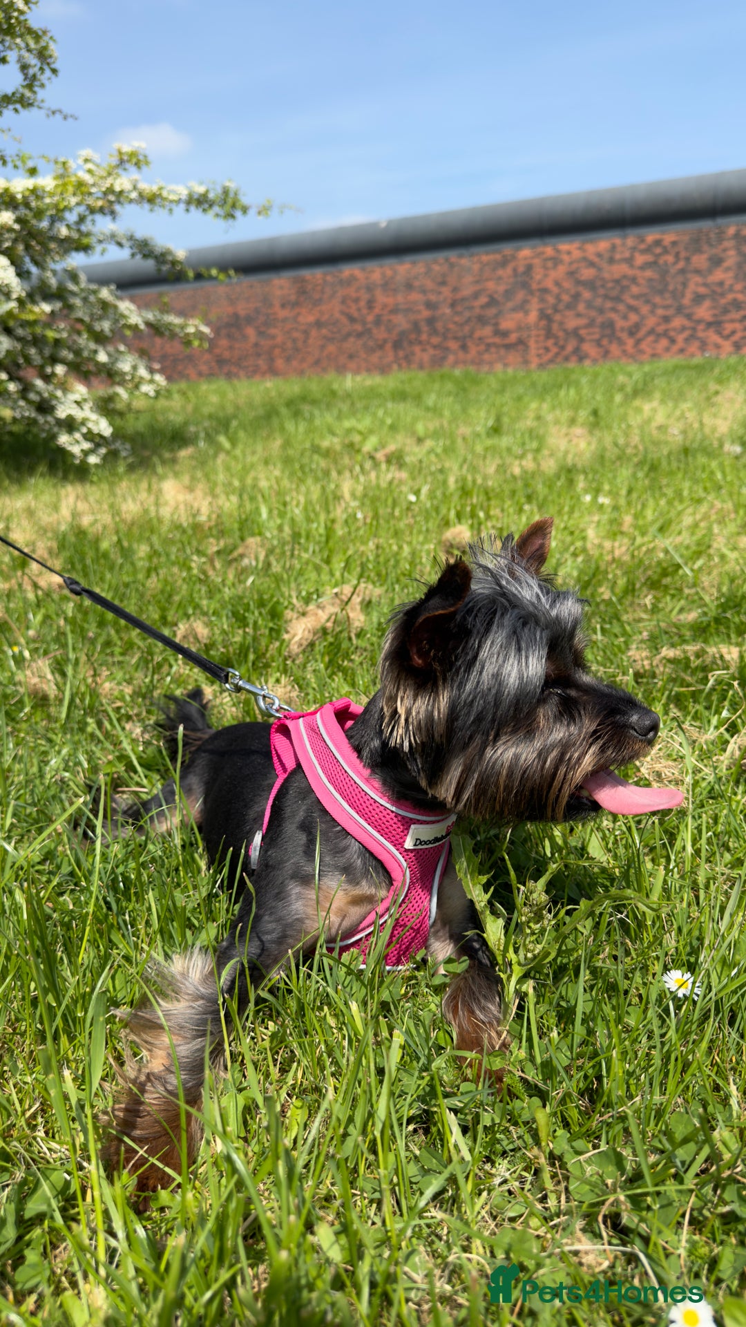 Yorkshire Terrier dogs for sale: 🐶Yorkshire terrier puppies for sale🐶 - Advert 3