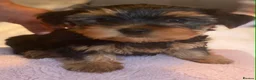 Yorkshire Terrier dogs for sale:  Pure yorkshire terrier  - Advert 1
