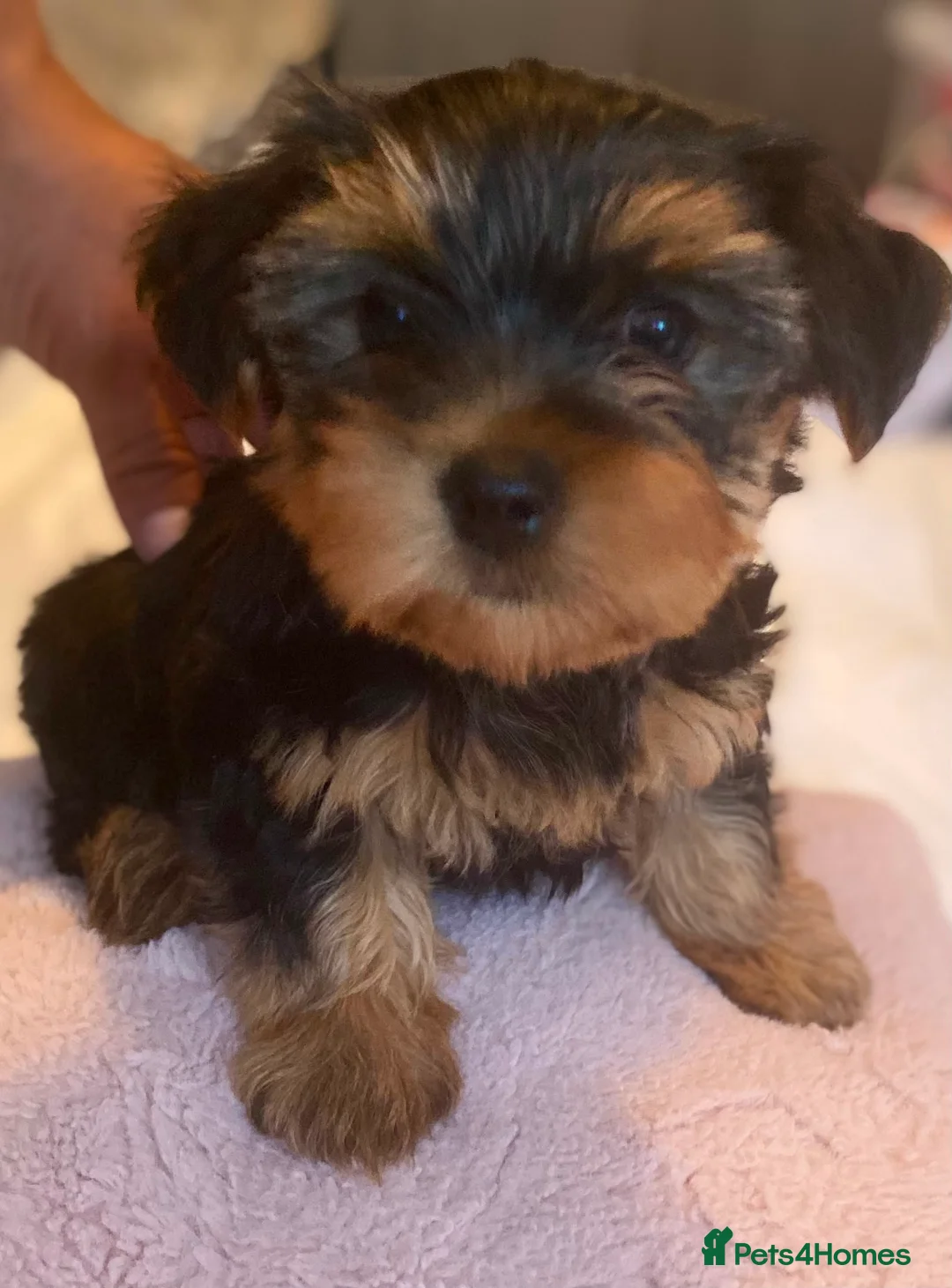 Yorkshire Terrier dogs for sale:  Pure yorkshire terrier  - Advert 1