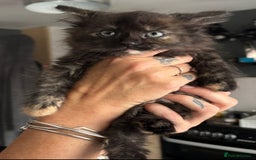 Mixed Breed cats for sale: 2 female kittens - Image 3