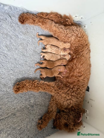 Mixed Breed dogs - Advert 5