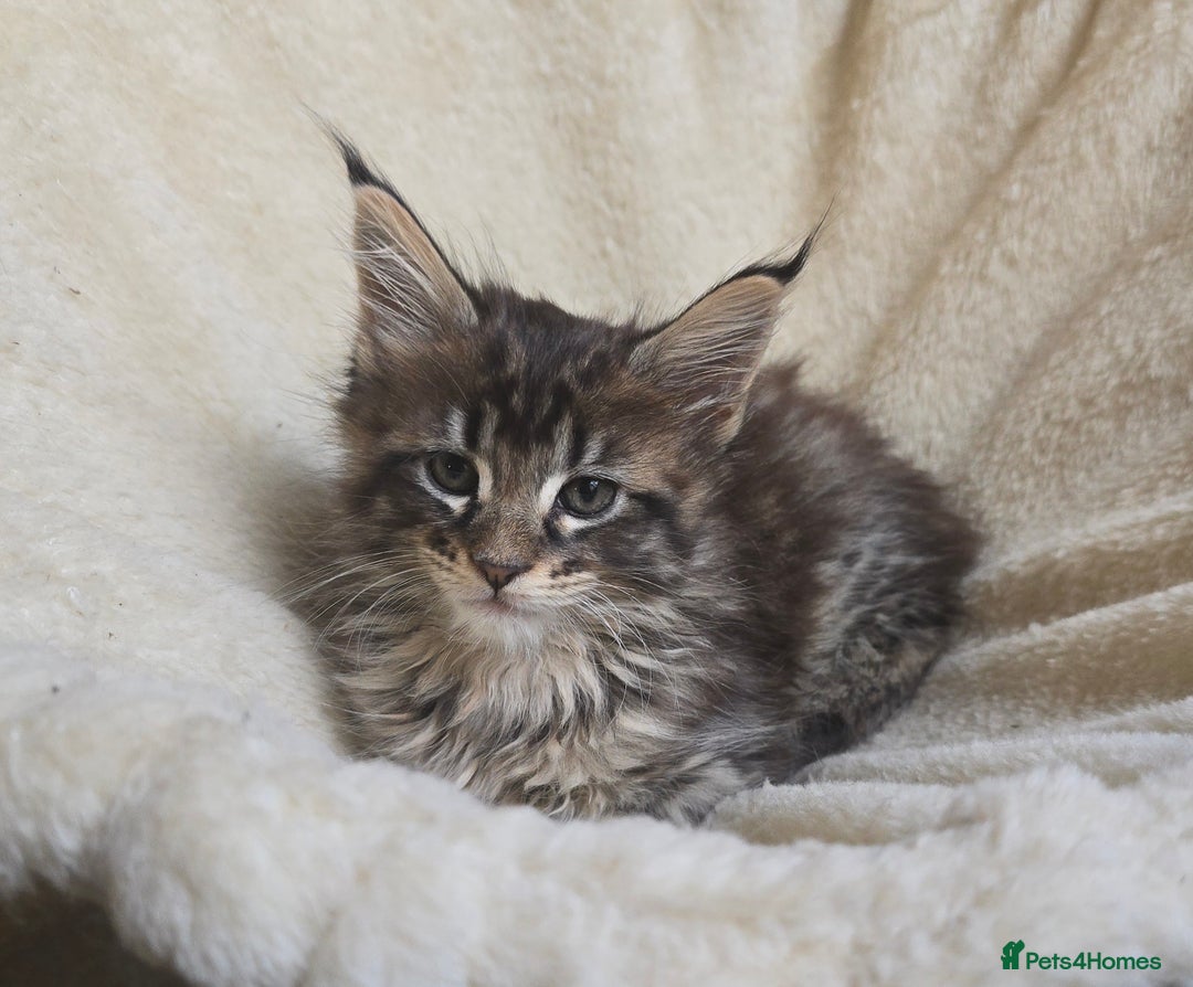 Maine Coon cats for sale: Maine Coon Kittens Polydactyl Russian line - Image 23