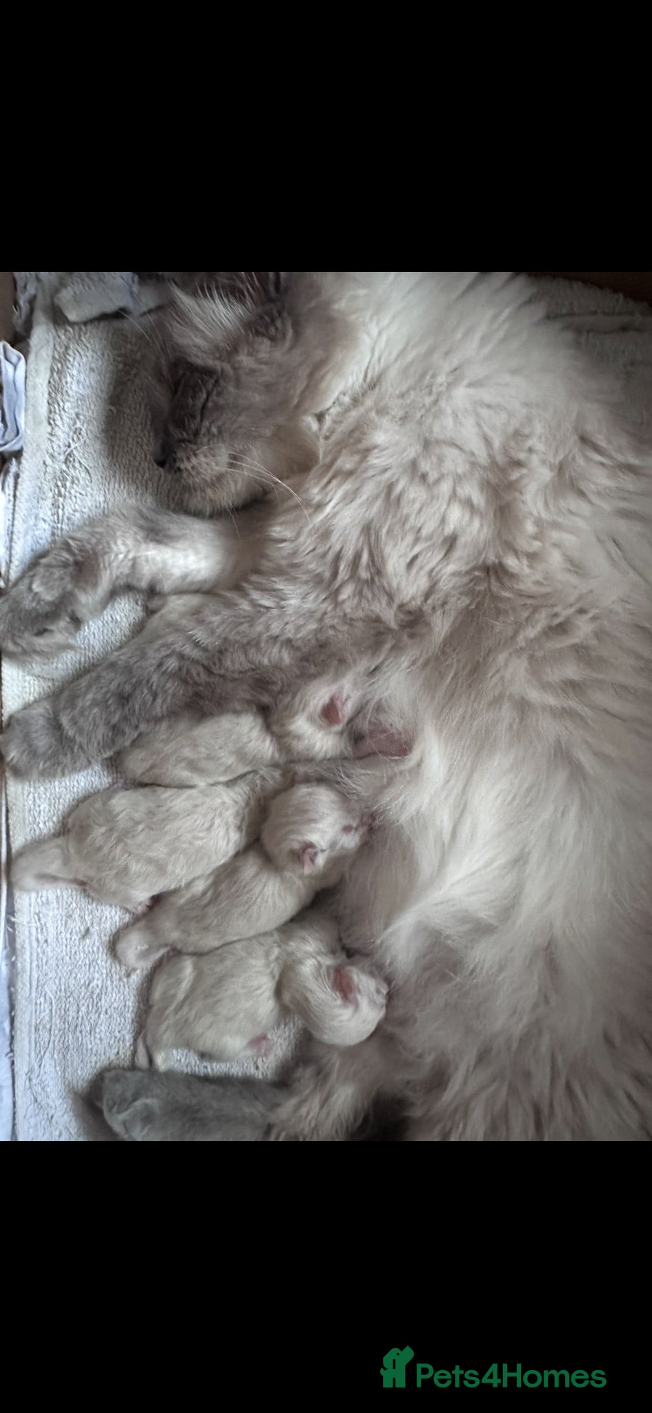 Ragdoll cats New Adorable and very fluffy pure Ragdoll kittens  - Advert 1