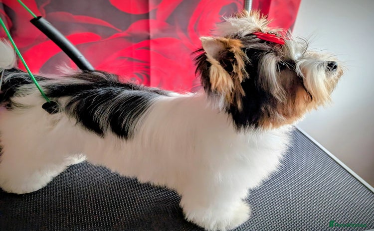 Biewer Terrier dogs - Advert 1