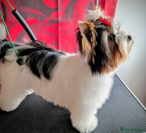 Biewer Terrier dogs - Advert 2