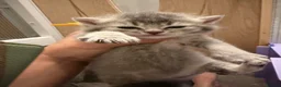 British Shorthair cats for sale: BSH chinchila 💝💝🌟🌟🌟🌟🌟🥇🥇🥇🥇 - Advert 3
