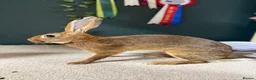 Belgian Hares rabbits for sale: Belgian Hares Bucks - Advert 2