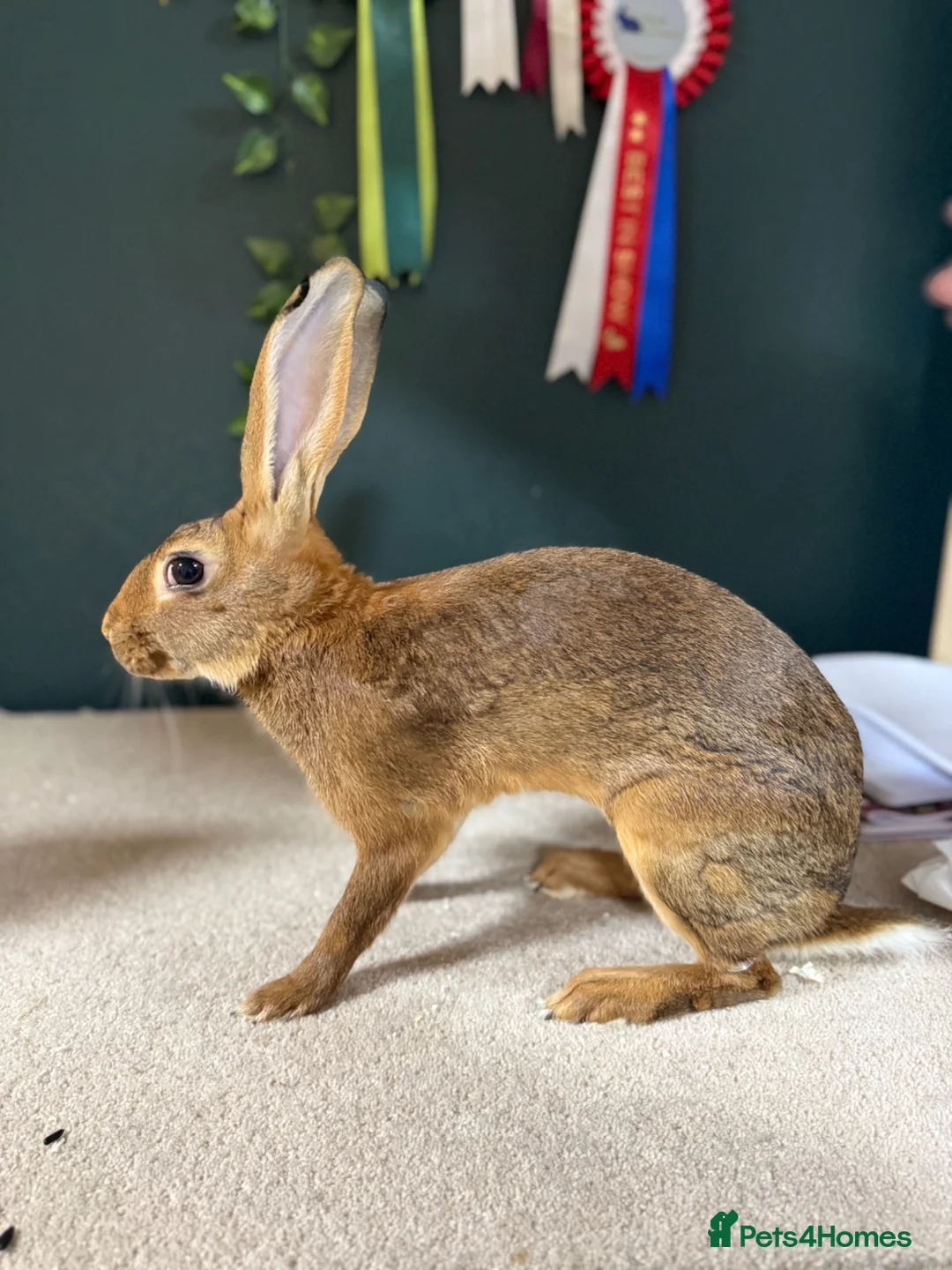 Belgian Hares rabbits for sale: Belgian Hares Bucks - Advert 2