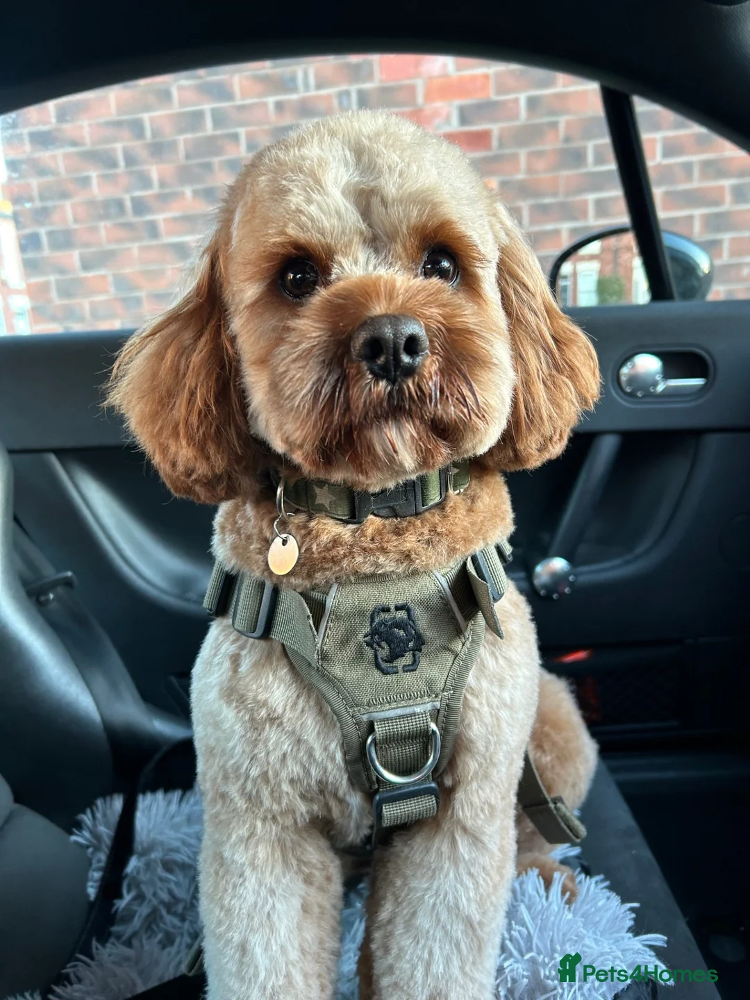 Cavapoo dogs for stud: STUD not Sale - Advert 2