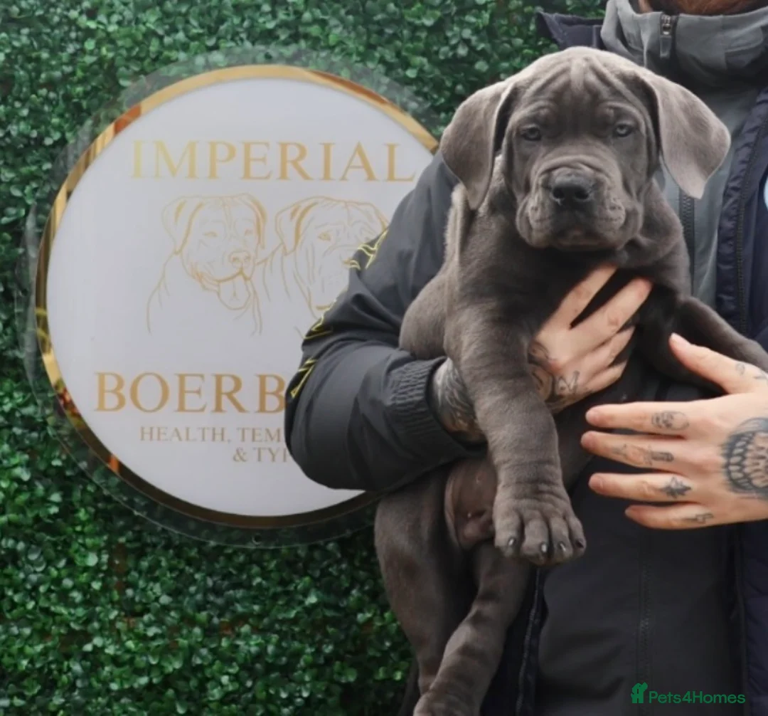 Boerboel dogs for stud: Imperial Health Tested & Champion Stud in Eastleigh - Advert 24