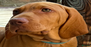 Hungarian Vizsla dogs in Thirsk - Advert 7